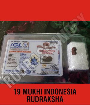 19 Mukhi Indonesia Rudraksha