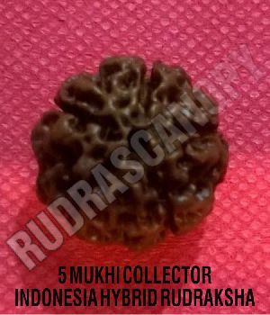 5 Mukhi Rudraksha Papua New Guinea