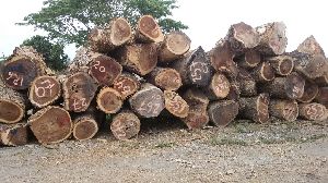 acacia wood logs