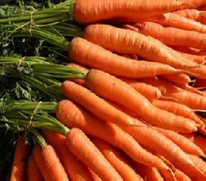 Fresh Carrot