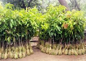 Hybrid Sheesham Plants
