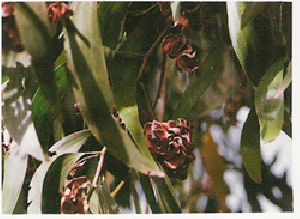 Acacia Auriculiformis Seeds