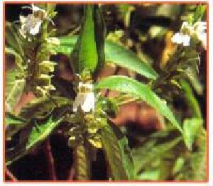 Adhatoda Zeylanica Plant