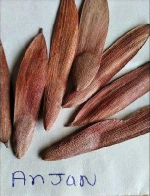 Anjan Tree Seeds