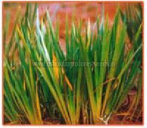 acorus calamus