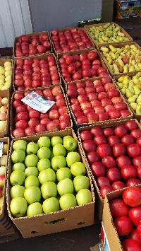 Wholesale apple (from Ukraine)