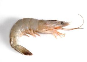 White prawns (Vannamei)