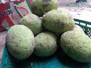 Fresh Breadfruit