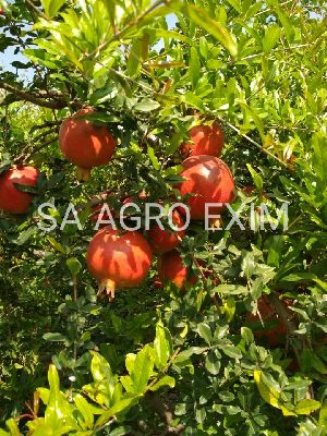 indian pomegranates