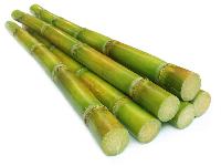 humol g sugarcane