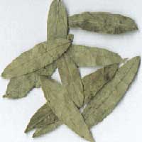 senna leaves