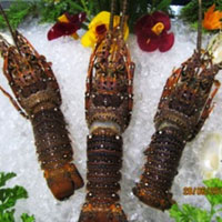 Frozen Whole Lobsters