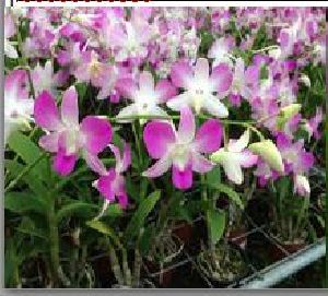 Dendrobium Flower Seeds