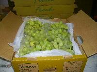 Indian Grapes