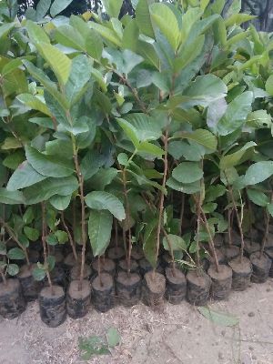 Alahabad guava plants