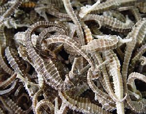 Dried Sea Horse ( Best prices ever)