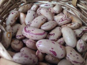 light speckled kidney beans
