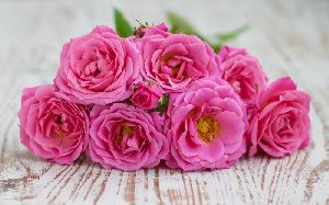 Fresh Pink Rose