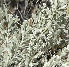 Artemisia Plant