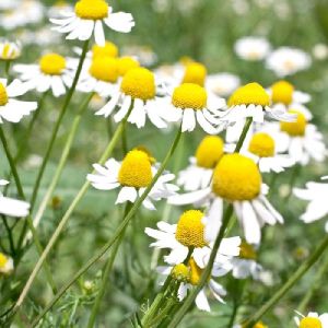 German Chamomile Plant