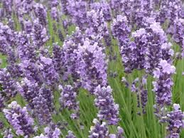 Lavender Plant