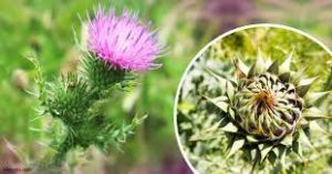 Milk Thistle Plant