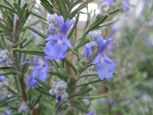 Rosemary Plant