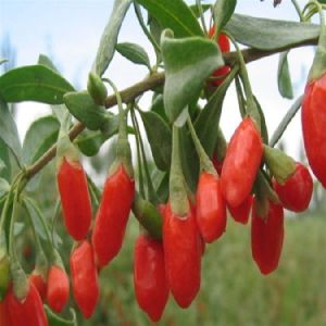 Organic Goji Berry