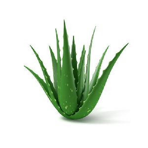 Aloe Vera Leaf