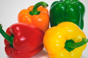 fresh capsicum