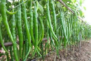 fresh green chilli