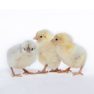 broiler chicks