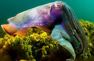 frozen cuttlefish