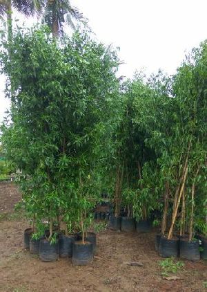 Conocarpus (13 X 13)