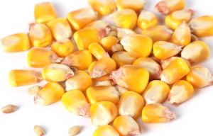 Common yellow maize corn