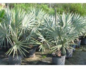 Bismarckia Nobilis Seeds For Planting / Bismarckia Nobilis Flower Seeds/ Silver Bismarck Palm Seeds