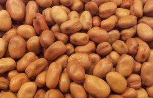 Faba Beans