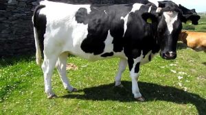 Live Dairy Friesian Holstein Cow For Sale