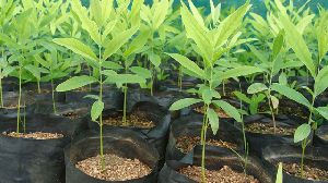 Sandalwood Plants