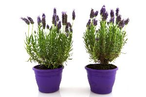 Lavender Plant