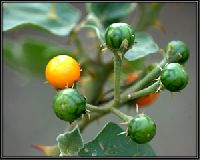 Solanum Xanthocarpum