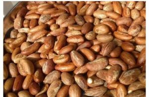 Batter Kola (Garcinia Kola) Nut