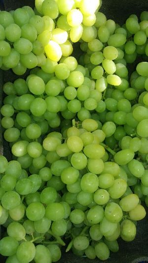 fresh grapes