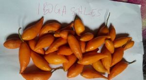 Iboga Seeds