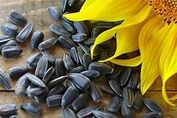 Sun Flower Seeds