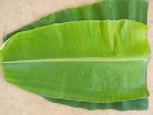 Fresh Banana Leaves