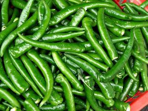 fresh green chilli