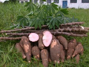 Fresh Cassava