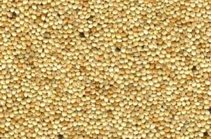 millet seeds