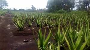 aloe vera leaf, Packaging Type : Plastic Wrap & Cardboard